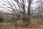 Photo: Honey Creek State Park