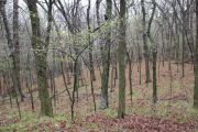 Photo: Honey Creek State Park