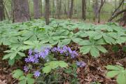 Photo: Ledges State Park