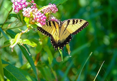 Find out more about donations to Iowa State Parks!